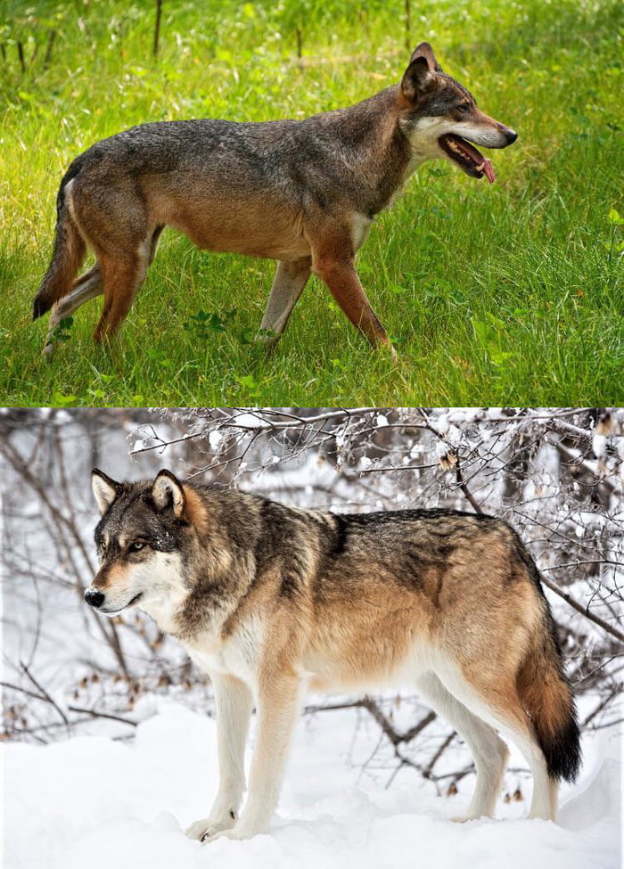 European Wolf Summer Coat vs Winter Coat - 9GAG