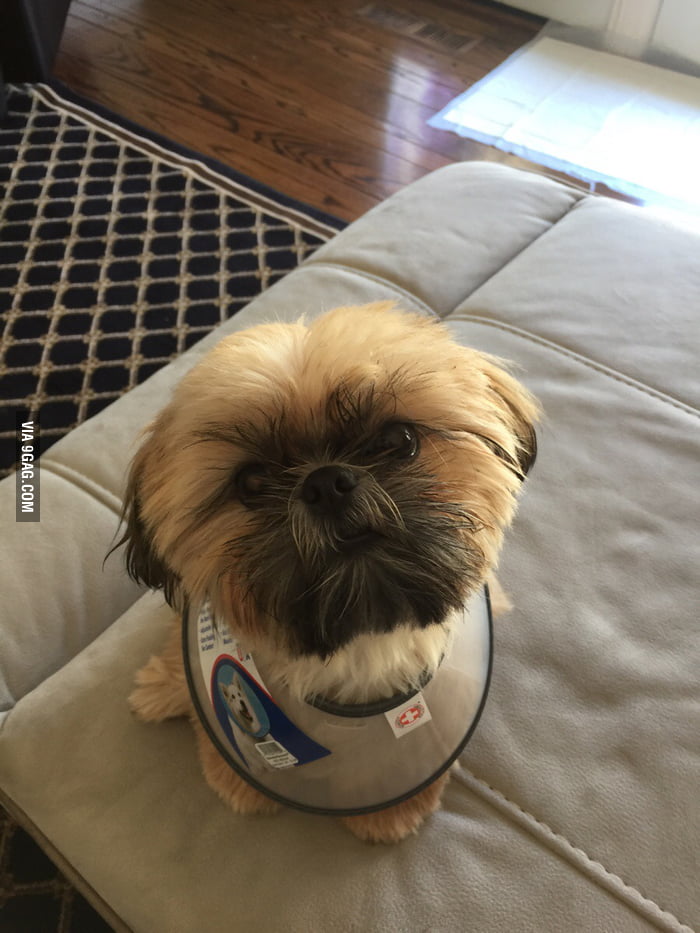 My puppy just got neutered...backwards cone of shame. - 9GAG