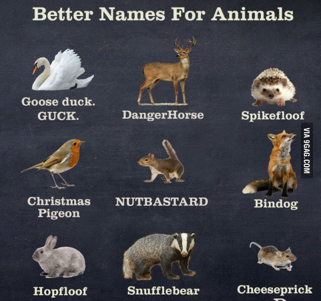 Alternative Animal Names 9GAG