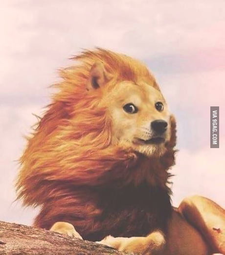 Wow Much King Of The Jungle So Doge Such Majestic Wow 9gag