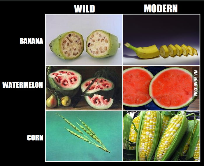 what-fruits-looked-like-centuries-before-humans-started-growing-them