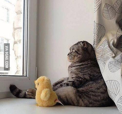 The Existential Cat With His Existential Duck - 9GAG