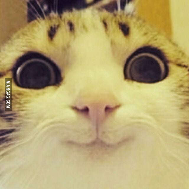 Cute cat - 9GAG