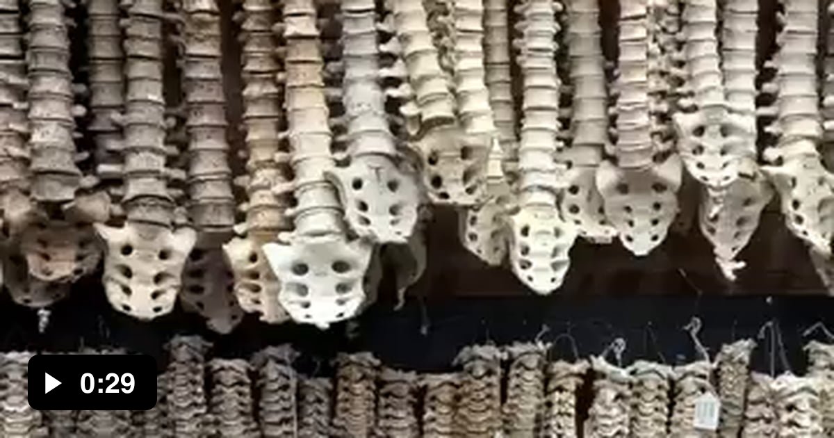 Some unique pieces from the Bone Museum - 9GAG