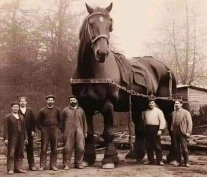 The biggest horse ever recorded in history was Sampson, who was from ...