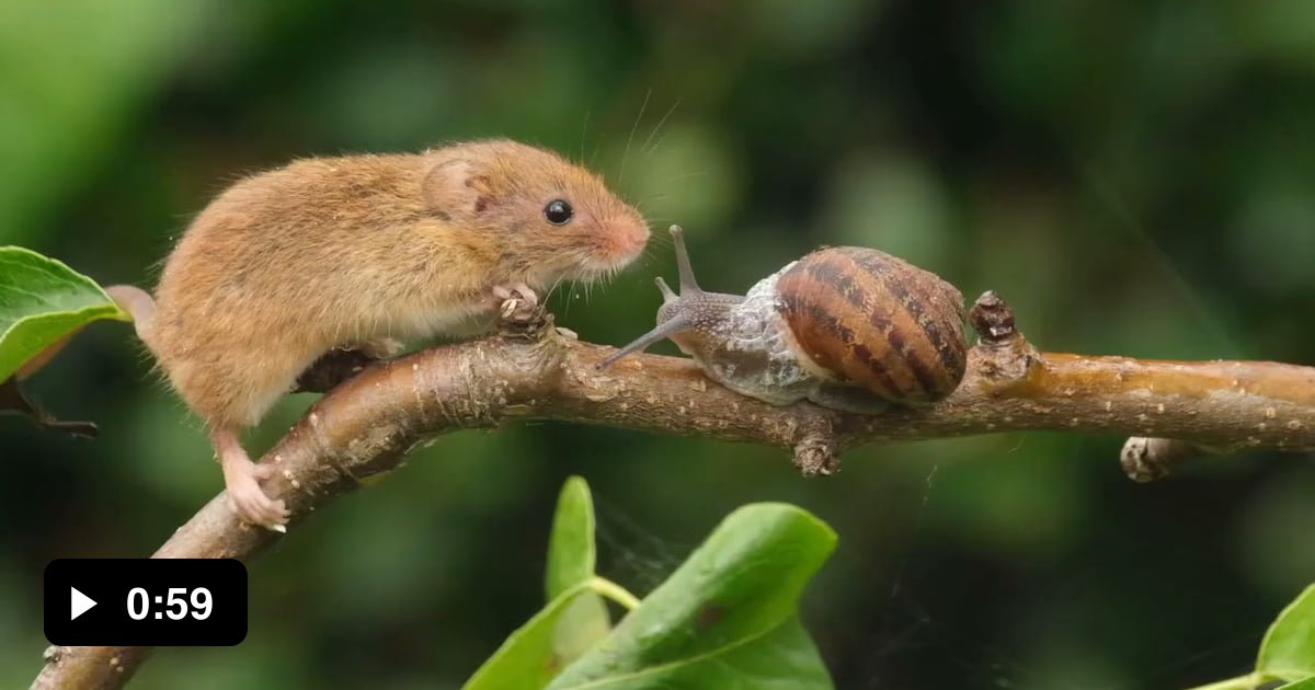 Mouse Riding Snail A tiny mouse and a snail on a branch, having a deep conversation - 9GAG