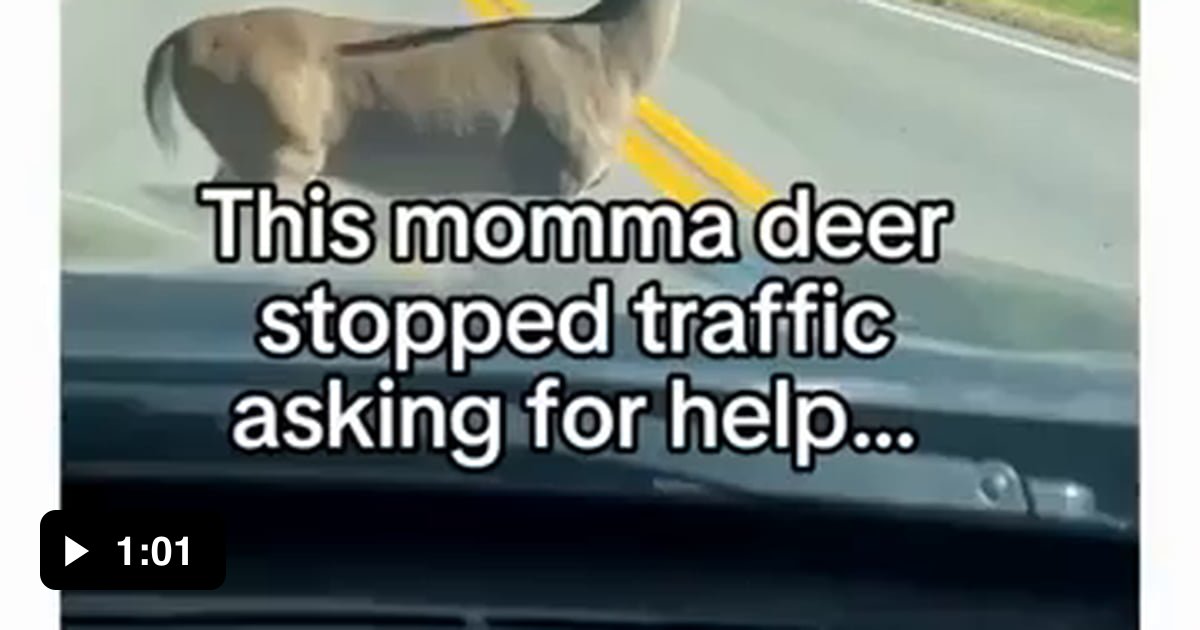 Deer mom leads humans to her stuck baby - 9GAG