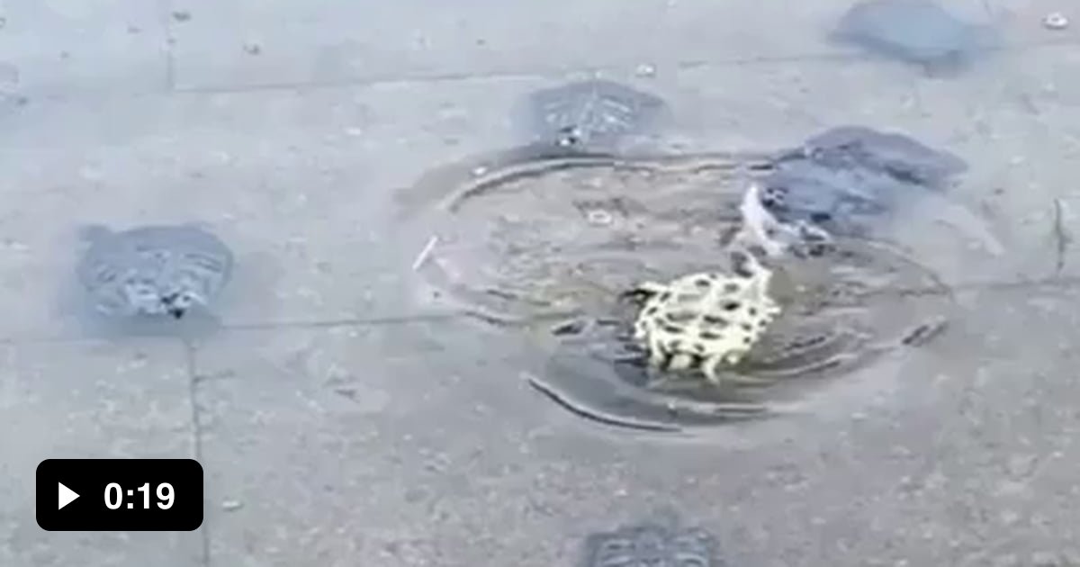 Turtles to the rescue - 9GAG