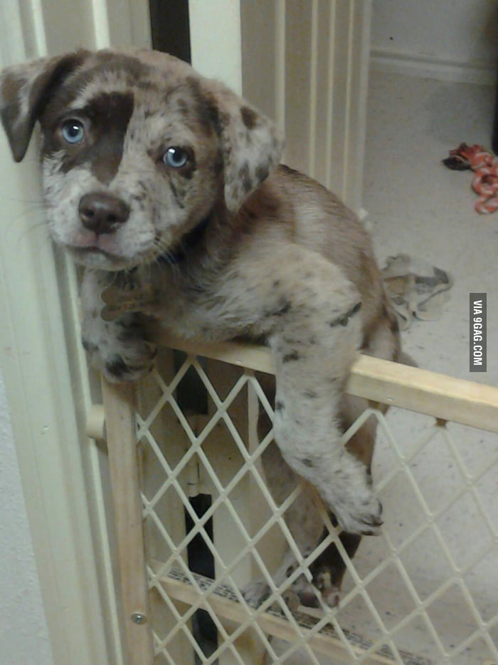 He was trying to climb out of his pen. When he saw me he gave me the oops im in trouble look. 9GAG