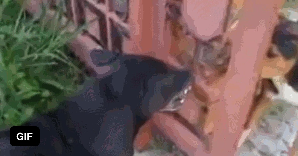 Собаки лают друг на друга мем