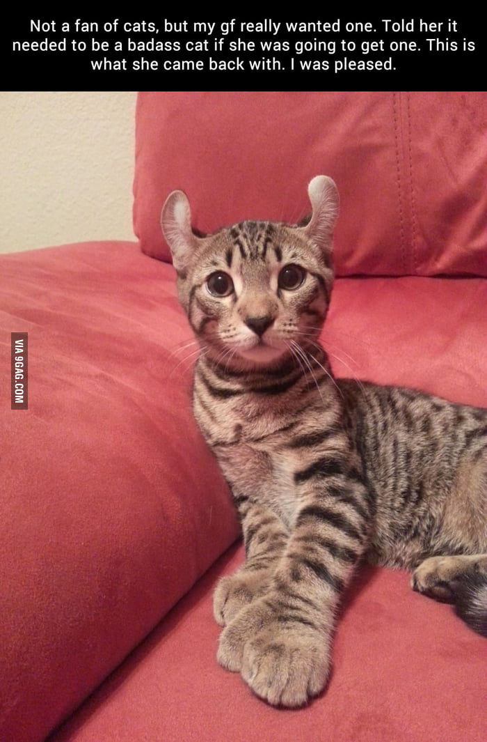 Badass Cat 9gag 