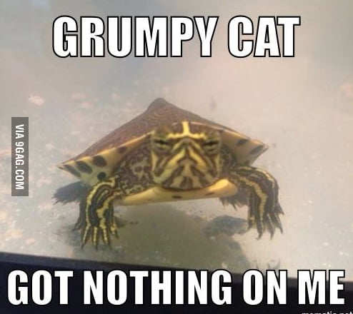 Introducing..Grumpy Turtle. - 9GAG