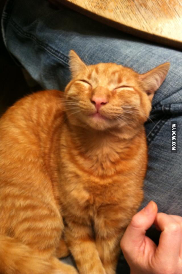 He's a happy cat - 9GAG