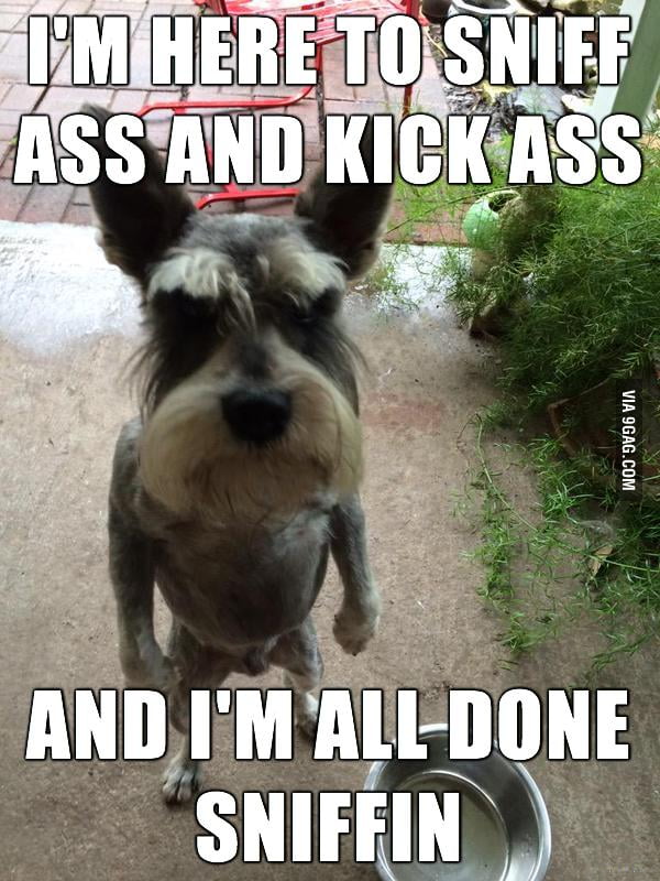 Mean Mini Schnauzer - 9GAG