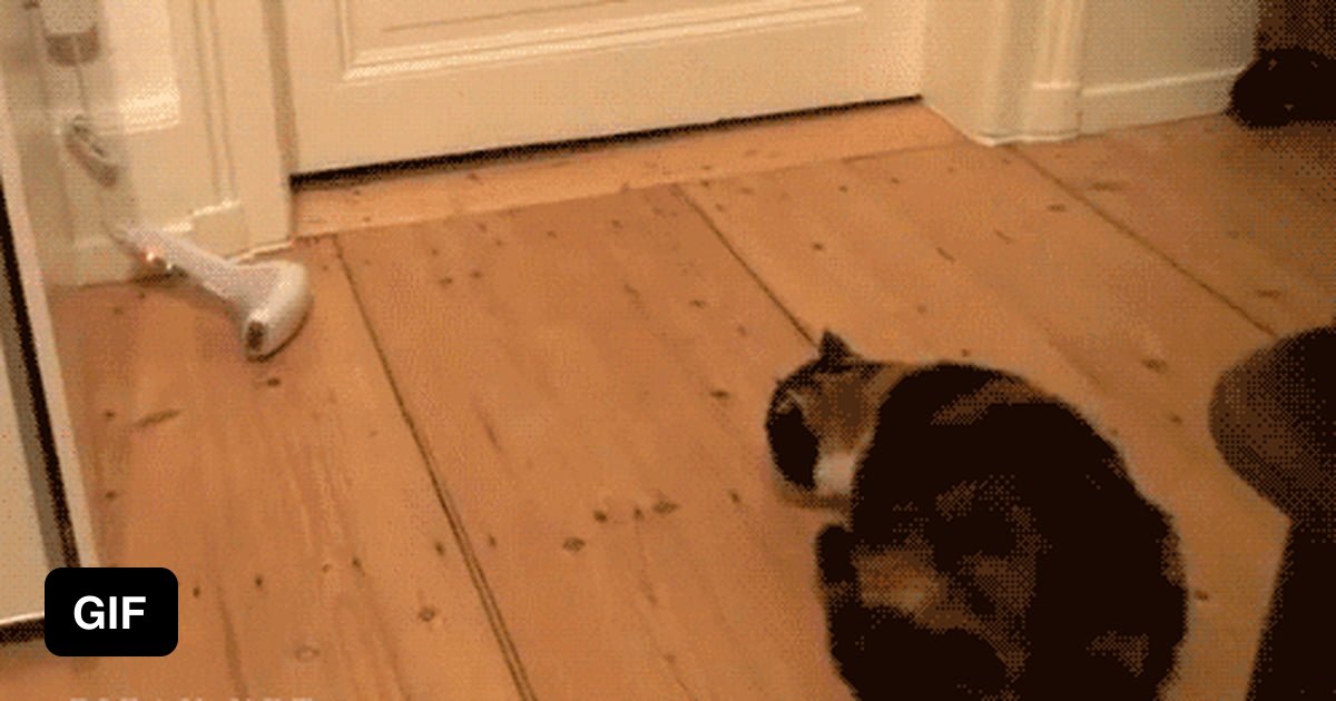 How to make a cat fly 9GAG