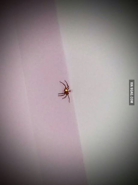 Big Nope Spider On My Ceiling 9gag