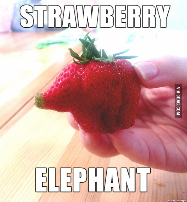 Strawberry elephant 9GAG