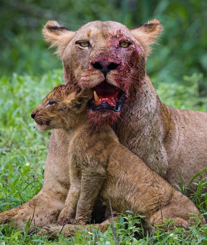 Lioness with one tooth after protecting her cub - 9GAG