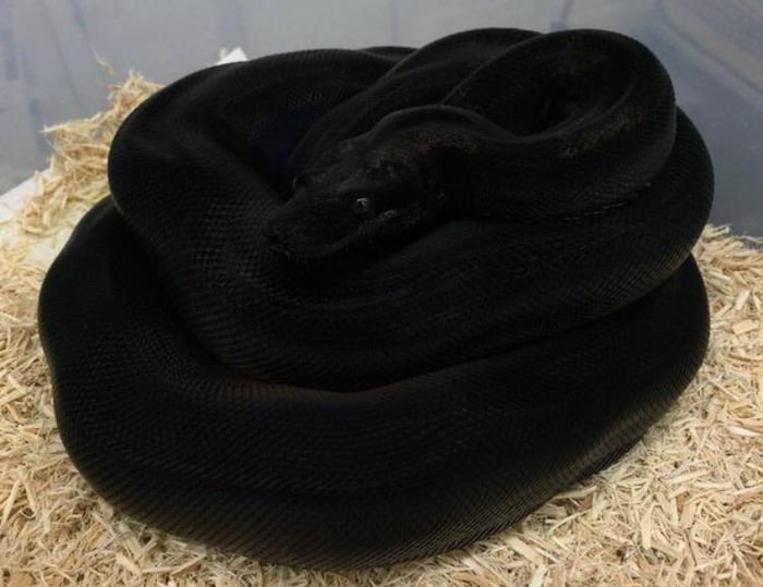 black boa constrictor