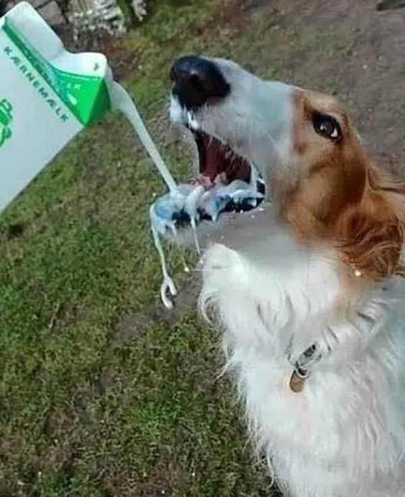 dog drinking milk dog drinking milk
