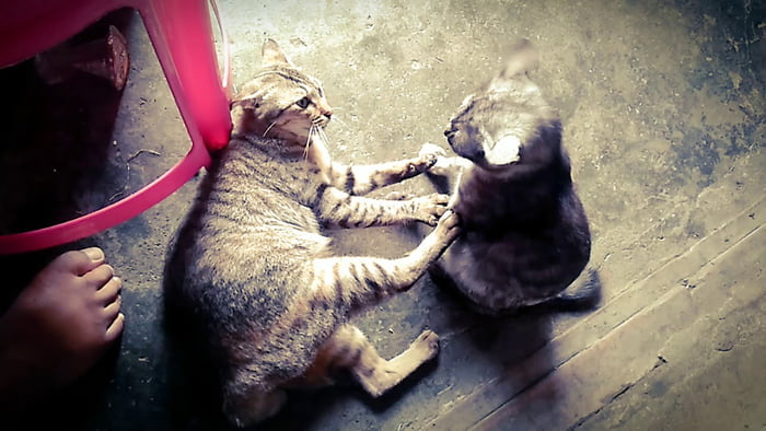 Epic Cat Fighting