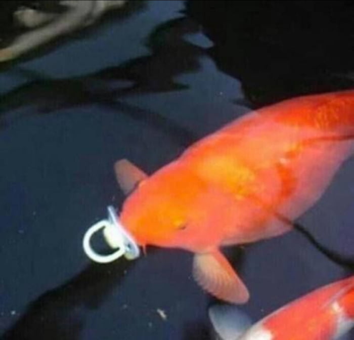 Fish with pacifier 9GAG