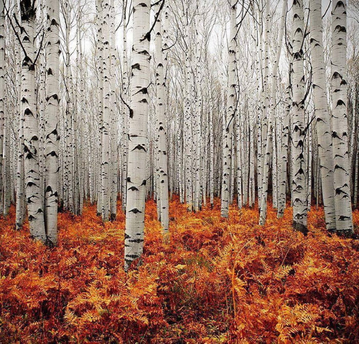 Birch trees in Autumn - Awesome.
