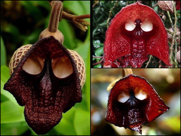 Aristolochia Salvadorensis Orchid Also Known As The Darth Vader