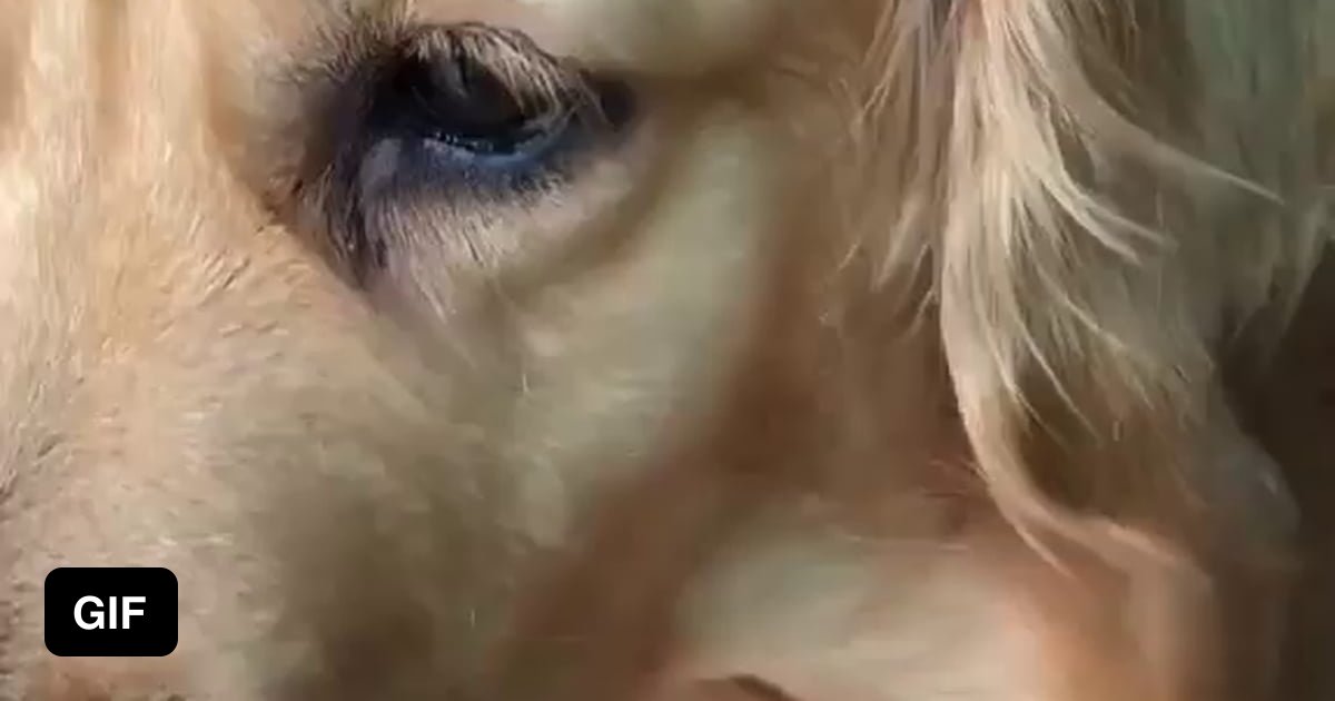 Leaving dog hair out for the birds to build nests with. 9GAG