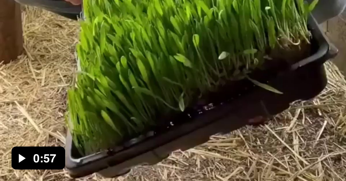 growing-grass-for-guinea-pigs-without-dirt-9gag