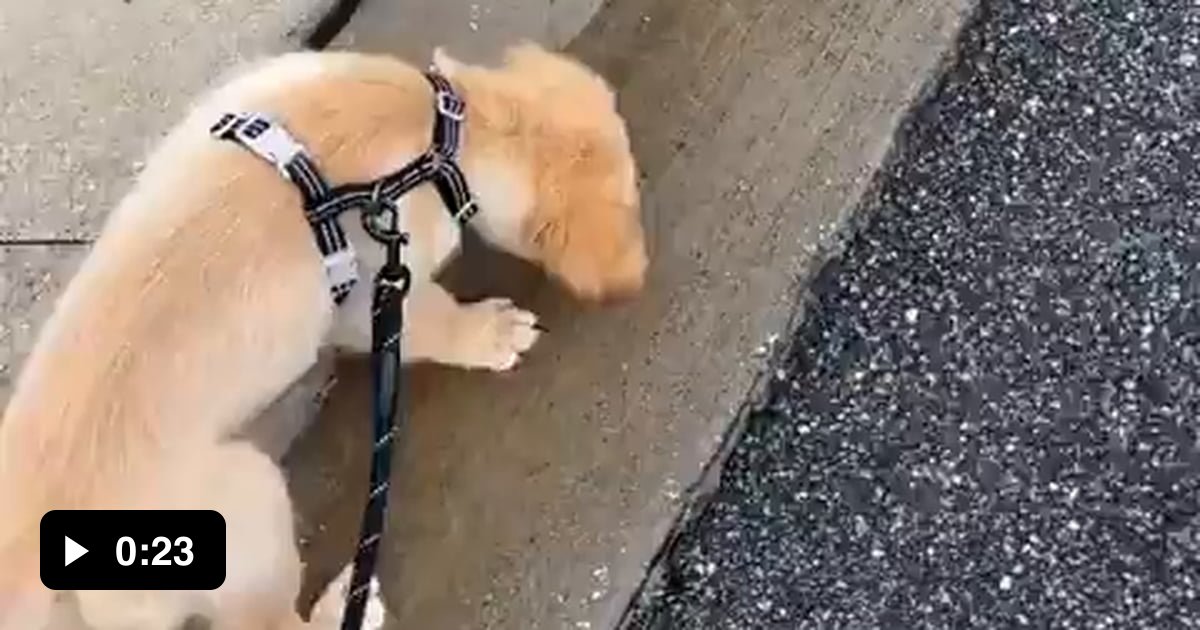Brave puppy fights a puddle - 9GAG