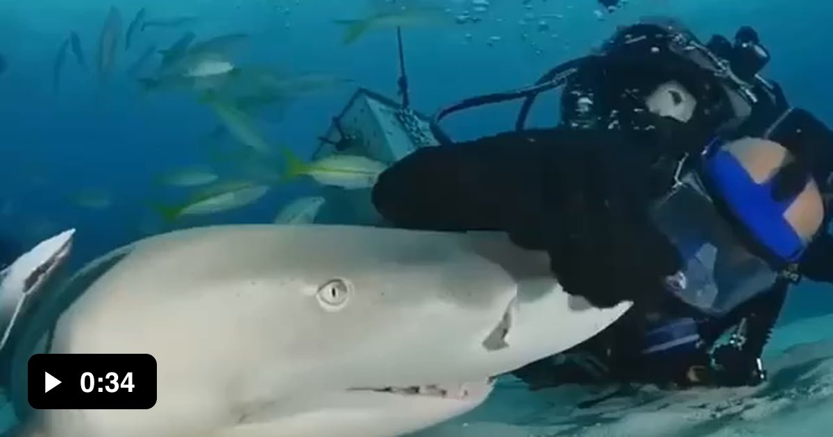 Meet the Lemon shark, although a shark! On the contrary, lemon sharks