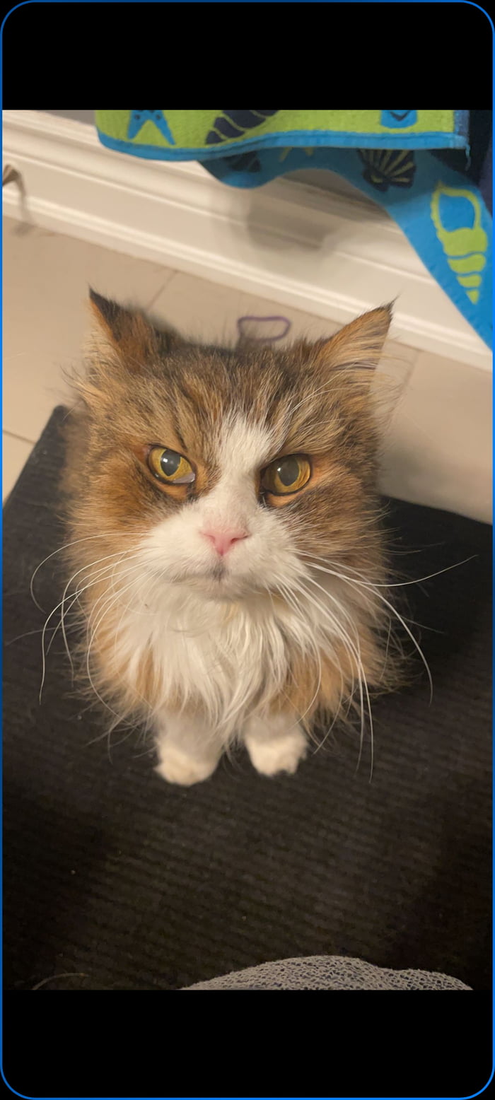 Had to put down my cat yesterday. She was 22. Love them while you can