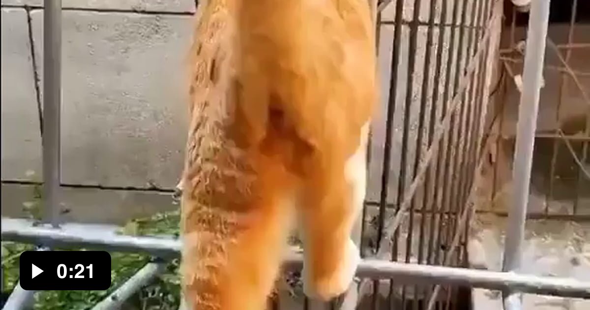 this-cat-walking-through-the-fence-9gag