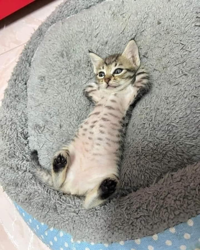 Professional bed tester 9GAG