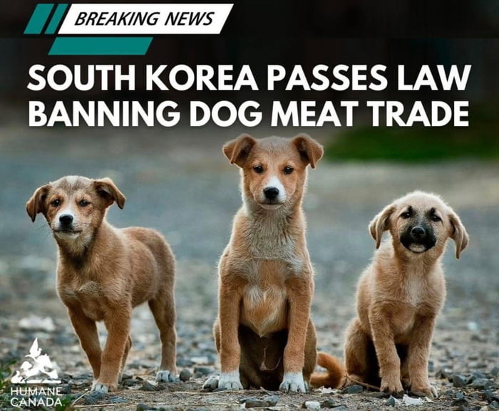South Korea Has Banned The Dog Meat Trade 9GAG