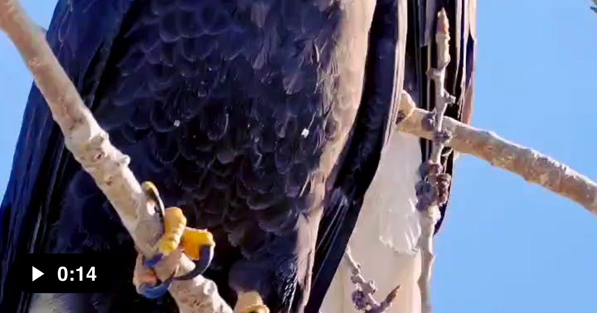 Bald eagle real sound 9GAG