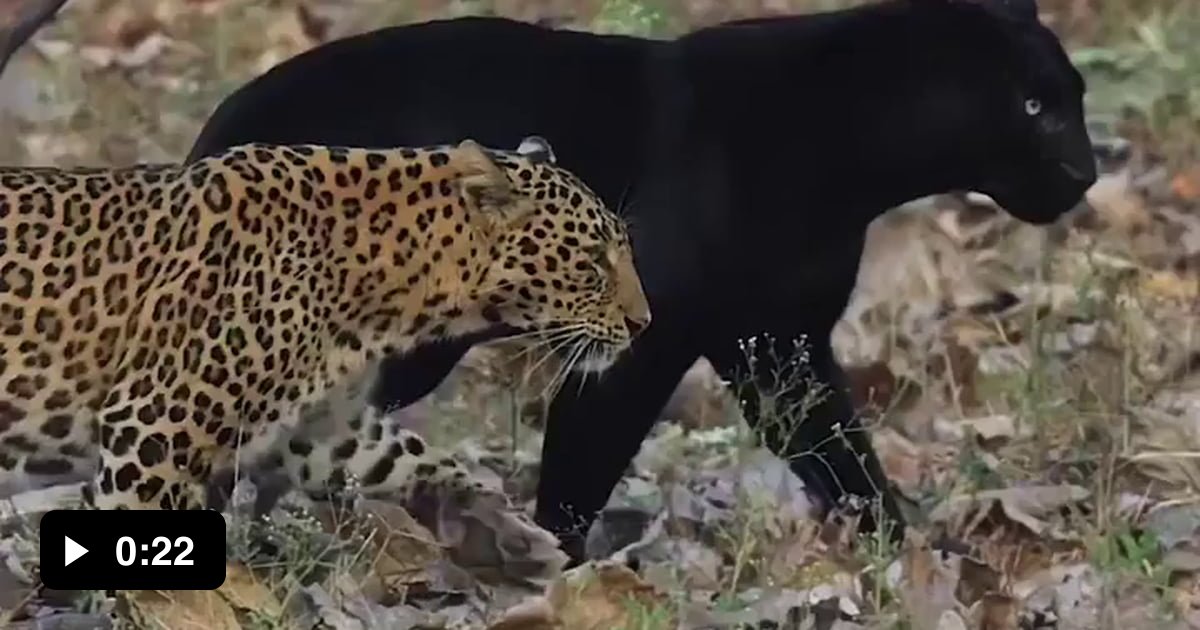 Most Famous Big Cat In The World