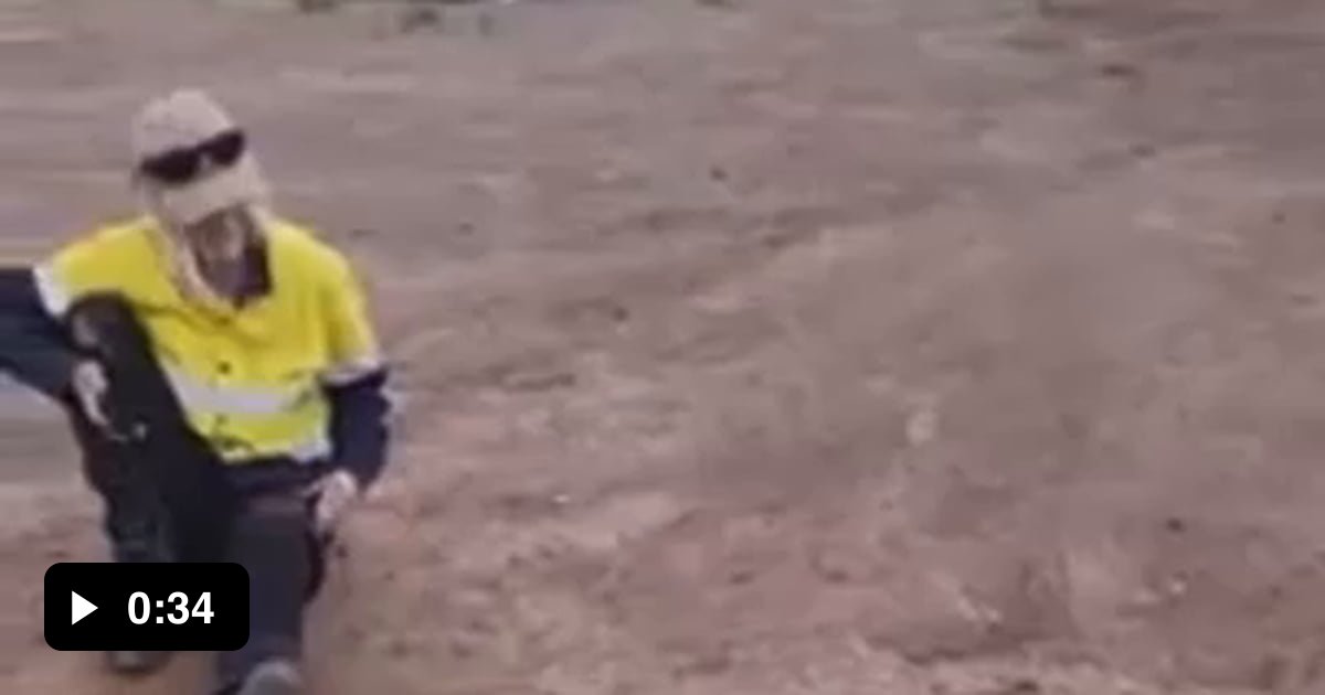 An Brown the second most venomous snake in the world