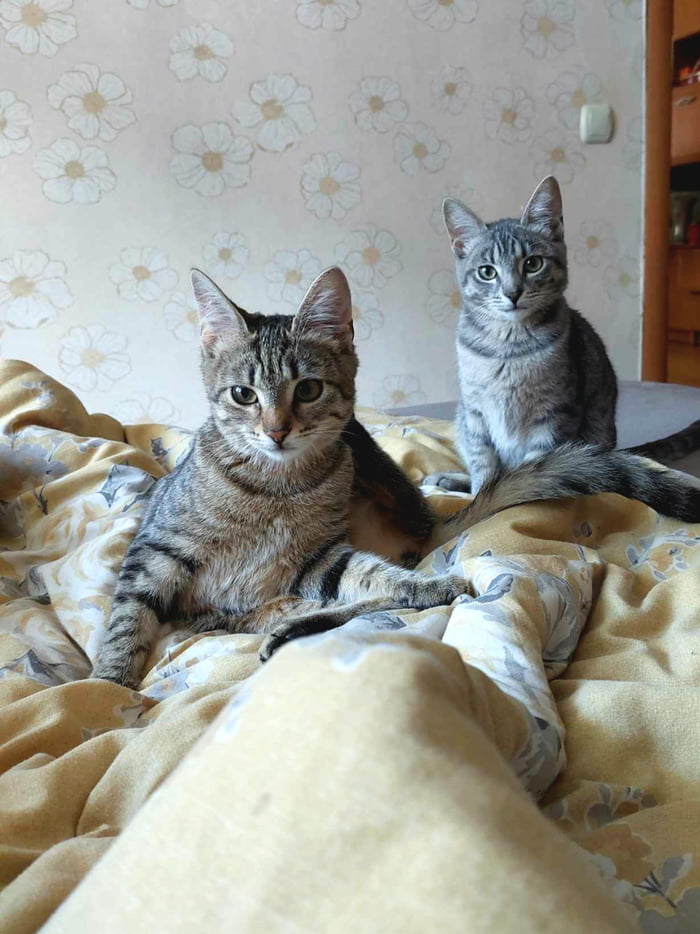 Decided to adopt a kitty. It was too hard to choose so we got 2. 9GAG