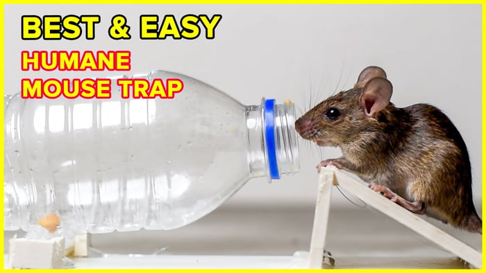 Humane Mouse/Rat Trap - 9GAG