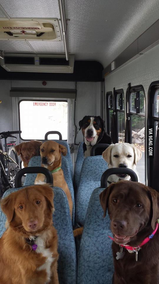 My other dogbus, loaded with cuteness - 9GAG