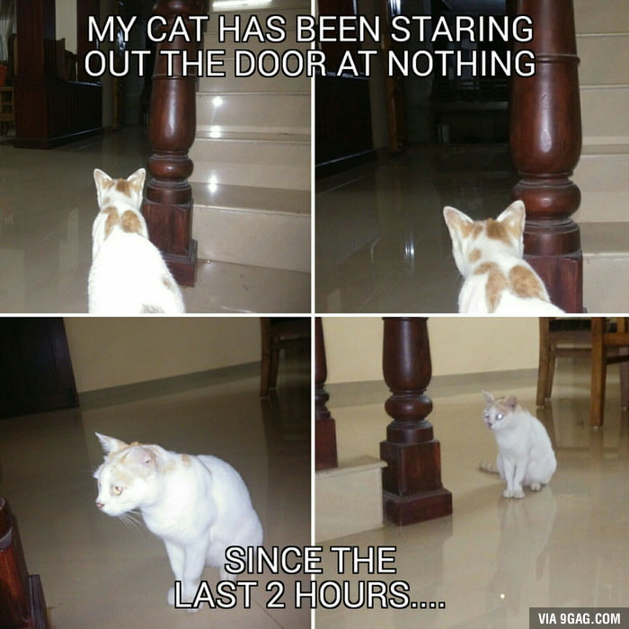 My house is haunted, says my cat - 9GAG