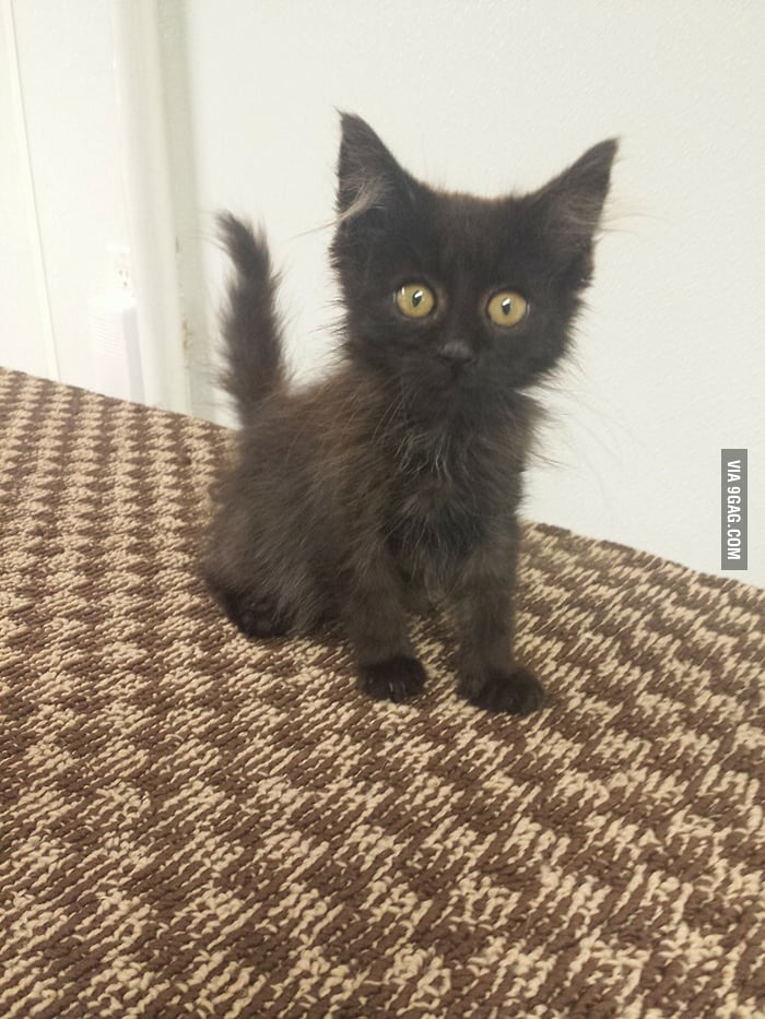 Kitten was dumped at my animal shelter last week. Half dead, covered in ...