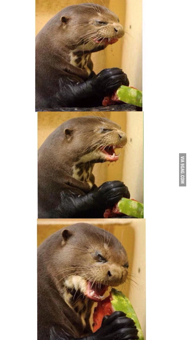 Otter doesn't like watermelon but can't stop eating it - 9GAG