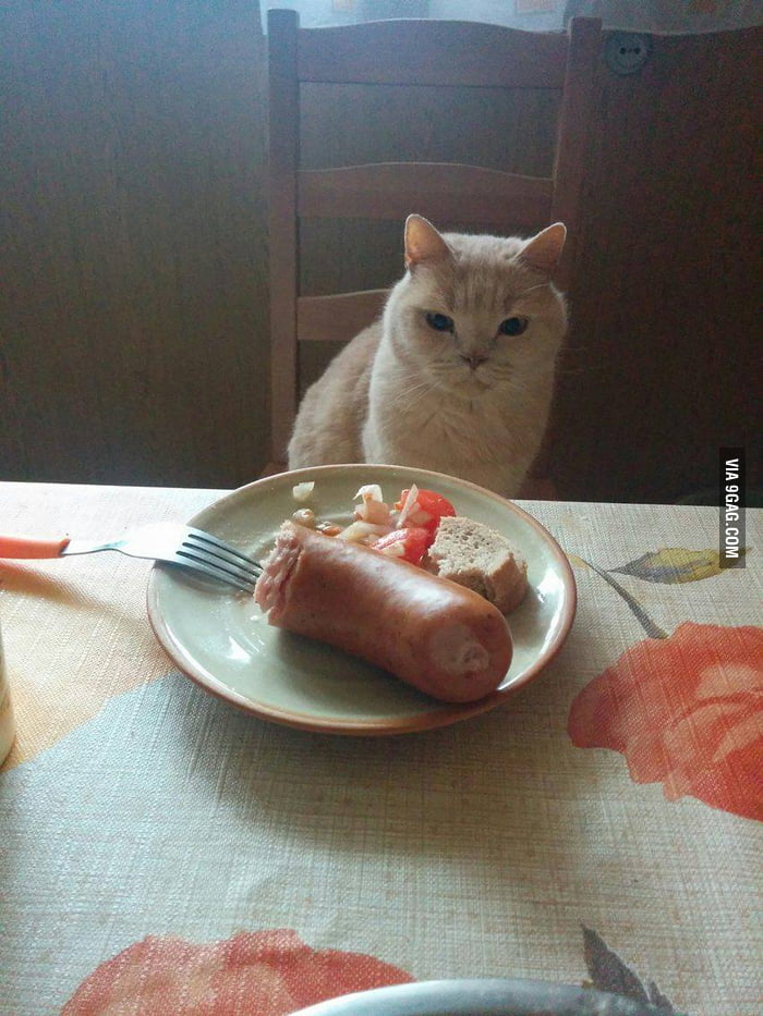 my-cat-stare-everytime-i-eat-something-9gag