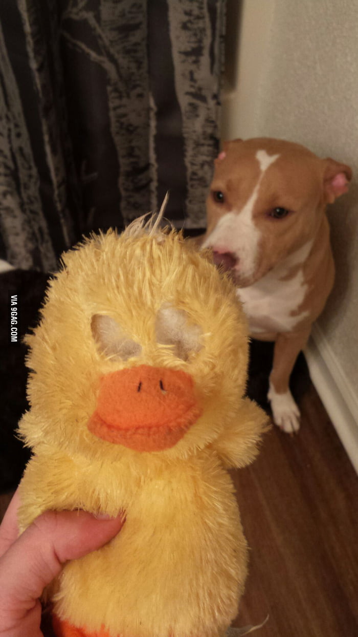 I Guess The Rumors Are True The Vicious Pitbull Strikes Again 9GAG   ApBpYRb 700b 