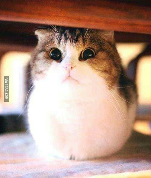 Puffy cat 9GAG