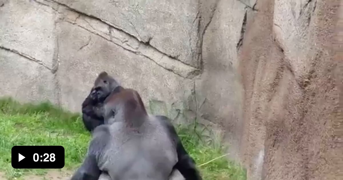 Gorilla throws poop at onlookers. 9GAG
