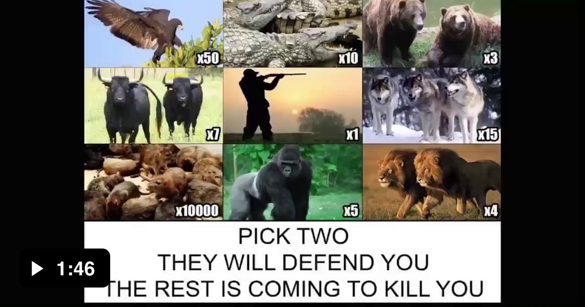 10000 Rats Question Three Bears and Ten Thousand Rats! - 9GAG